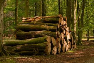 Origine du bois : essences locales et exotiques pour escalier