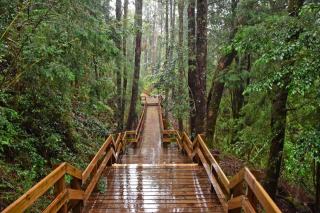 Gestion durable des forêts : bois certifié et escalier éco