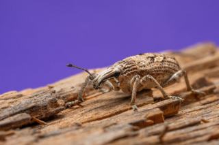 Trous de sortie d'insectes xylophages dans le limon d'un escalier en bois